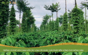 Trồng cà phê xen canh