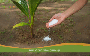 Rải muối cho dừa