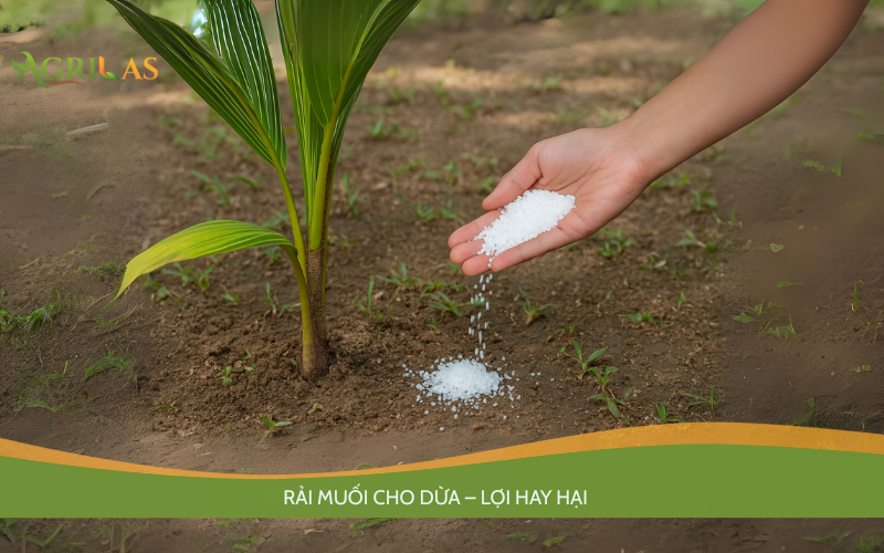 Rải muối cho dừa