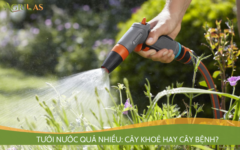 tưới nước quá nhiều cho cây