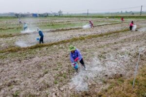 Bón phân giữ cho đất màu mỡ