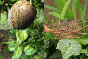 Mưa trái mùa gây ra những loại bệnh phổ biến