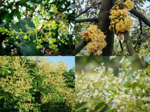 Một vài loại cây ra hoa trái vụ