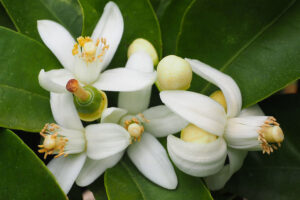 Cây ra hoa khi áp dụng kỹ thuật xử lý ra hoa trái vụ 