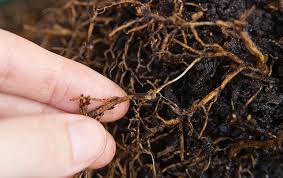 Tưới nước quá nhiều cho cây gây thối rễ