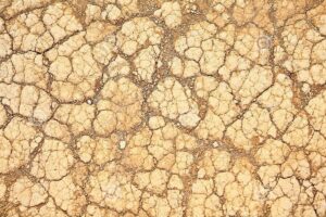 Đất bạc màu cần giữ cho đất màu mỡ lâu dài