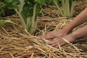 Phủ rơm giữ ẩm để giữ đất luôn màu mỡ