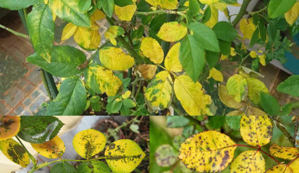 Lá non vàng nhanh ở cây hoa hồng