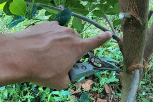 Các lưu ý kỹ thuật tỉa cành