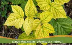 Lá non vàng ở cây trồng do thiếu hụt chất