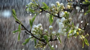 Mưa trái mùa tác động đến cây trồng