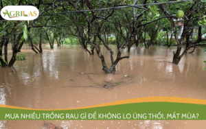 Mưa nhiều trồng rau gì để không lo úng thối, mất mùa?