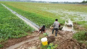 Mauw trái mùa gây ảnh hưởng lớn đến bà con trong canh tác