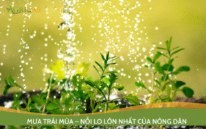 Mưa trái mùa – nỗi lo lớn nhất của nông dân