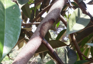 Nấm Phytophthora gây xuất hiện đốm nâu