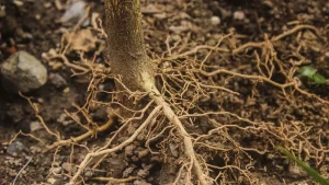Nấm Phytophthora gây hại trên rễ
