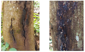 Nấm Phytophthora gây nứt mủ thân