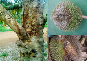 Nam-Phytophthora làm trái thối rửa