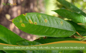 Dấu hiệu nhện đỏ trên sầu riêng