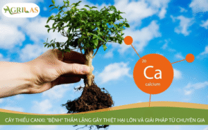 Cây thiếu canxi