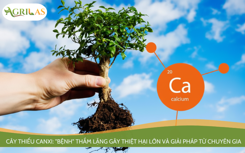 Cây thiếu canxi