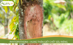 Phytophthora – Hung thần giết chết sầu riêng gây thối rễ, xì mủ