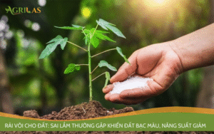 Nông dân rải vôi cho. cây trồng