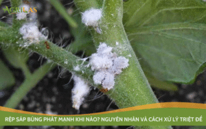 Rệp sáp bùng phát mạnh khi nào? Nguyên nhân và cách xử lý triệt để