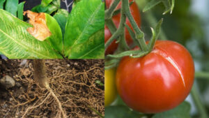 Dấu hiệu cây thiếu trung vi lượng Ca