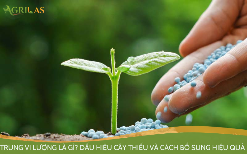 Cây phát triển khoẻ mạnh nhờ bổ sung trung vi lượng đúng cách