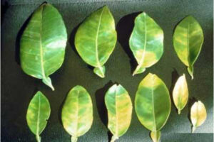 Cây thiếu trung vi lương Mg