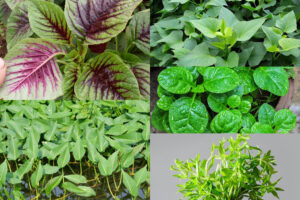 Mưa nhiều trồng rau gì để không lo úng thối, mất mùa