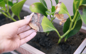 Tưới nước quá nhiều cho cây khiến cây héo rũ