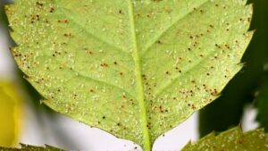 nhện đỏ liti trên lá cây