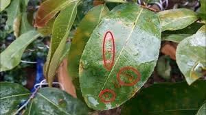 Đốm nâu nhện đỏ trên cây sầu riêng