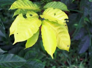 Dấu hiệu cây thiếu trung vi lượng S