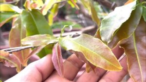 Lá non vàng nhanh ỏa cây mai vàng