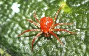 Nhện đỏ trên cây sâu riêng