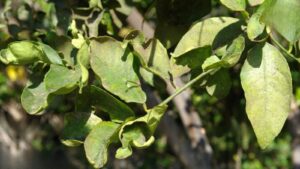 Nhện đỏ trên mặt lá cây có múi