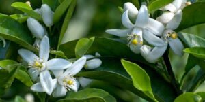 Kỹ thuật xử lý ra hoa trái vụ giúp cây ra hoa đồng loạt