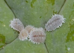 Rệp sáp bùng phát mạnh trên lá