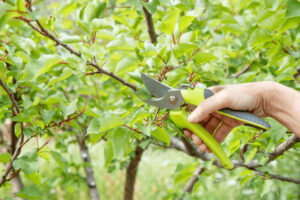 Cắt tỉa cành cho cây để cây nhận áng sáng tốt hơn