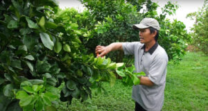 Thực tế tại sao phải cắt tỉa cành