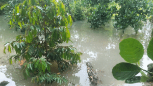 Vườn sầu riêng bị ảnh hưởng nặng khi mưa nhiều