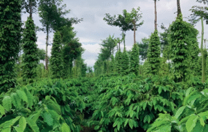 Trồng cà phê xen canh