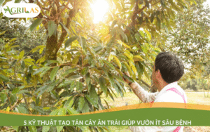 5 Kỹ thuật tạo tán cây ăn trái giúp vườn ít sâu bệnh