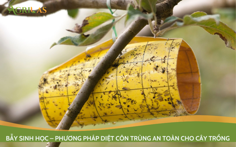 Bẫy sinh học – phương pháp diệt côn trùng an toàn cho cây trồng