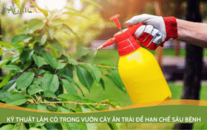 Kỹ thuật làm cỏ trong vườn cây ăn trái để hạn chế sâu bệnh