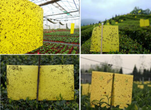 Bẫy sinh học diệt côn truing