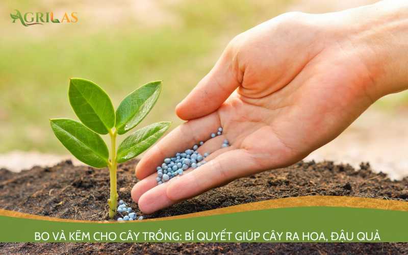 Bo và Kẽm cho cây trồng: Bí quyết giúp cây ra hoa, đậu quả sai và bền hơn
